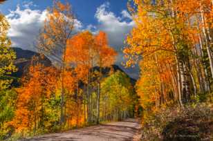 Ohio Pass road through the Aspens -2075